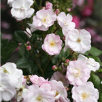 PERENNIAL BLUSH (rambler)